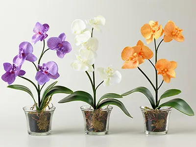 Вибір правильного освітлення для орхідеї