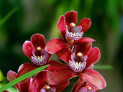 orhidei-opt