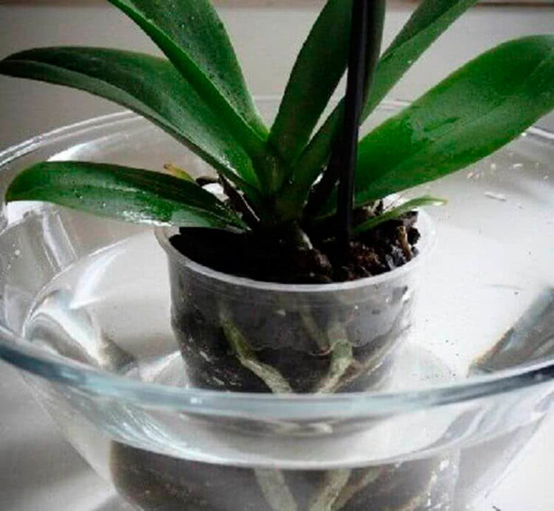 Як правильно поливати орхідею