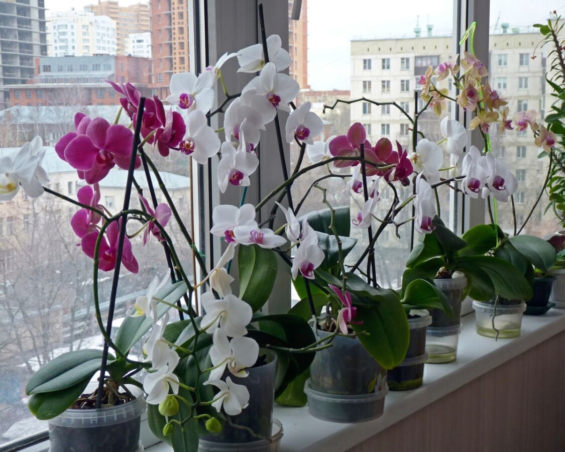 Якщо вам подарували орхідею: як зберегти красу у своєму будинку