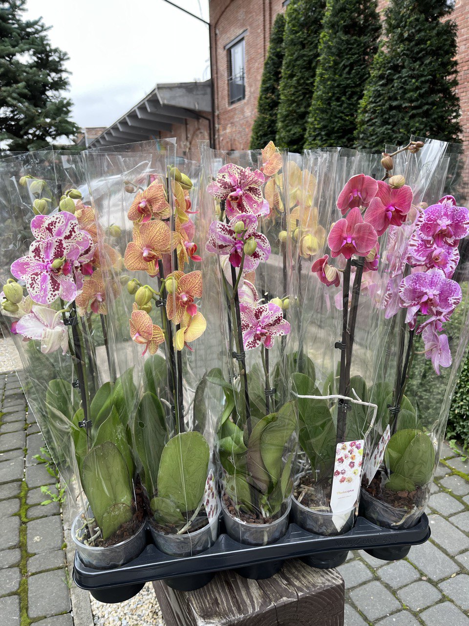 Орхідеї за доступними цінами у Львові